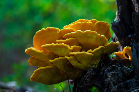 LaetÃ­porus sulphÃºreus Chicken of the wood The sulfur-yellow tinder mushroom Tree Fungusの写真素材