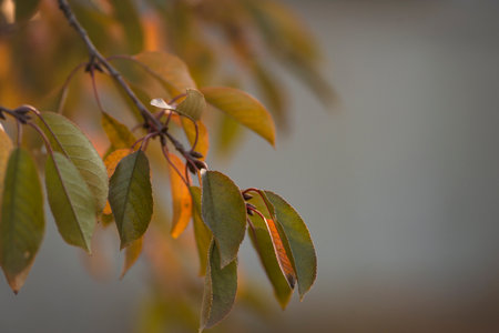 Sour Cherry close-up blurred abstract natural background Autumn red yellow green leaves tree, gray...
