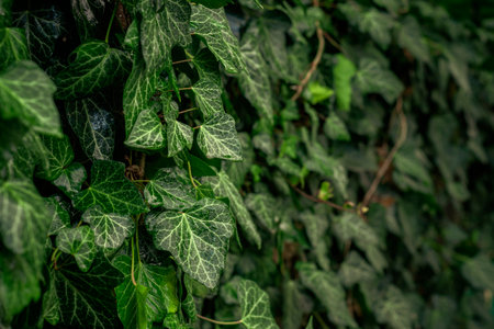 background of lush green ivy leaves Green ivy leaves with white veins growing on a bush climbing on a wall. evergreen plant wall. A green ivy leaves - climbing or ground-creeping woody plant. patternの写真素材