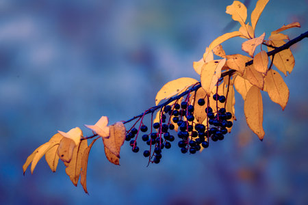 European Bird Cherry (Prunus padus) and Bracken (Pteridium aquilinum) with hoar-frost, autumnal...