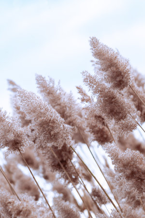 Phragmites australis pretty dried up common reed in autumn waving in the wind near the river dry blue sky pampas soft plant grass outdoor in light pastel colors boho style Paniclesの写真素材