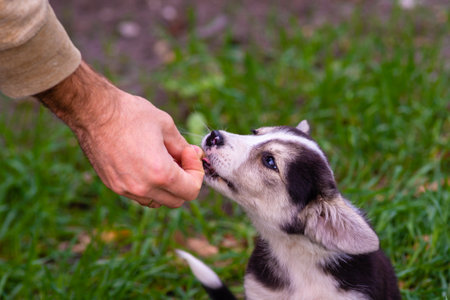 young beautiful dog puppy is eating some dog food out of humans hand outside during golden sunsetの写真素材
