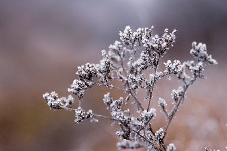 Macro Winter brunch dry plants frost outdoor frozen snow natural Beautiful spruce bud Banner...
