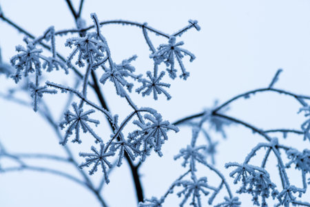 Macro Winter brunch dry plants frost outdoor frozen snow natural Beautiful spruce bud Banner landscape blue cold ice hoarfrost tree Christmas backgroundの写真素材