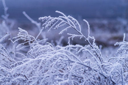 Macro Winter brunch dry plants frost outdoor frozen snow natural Beautiful spruce bud Banner...