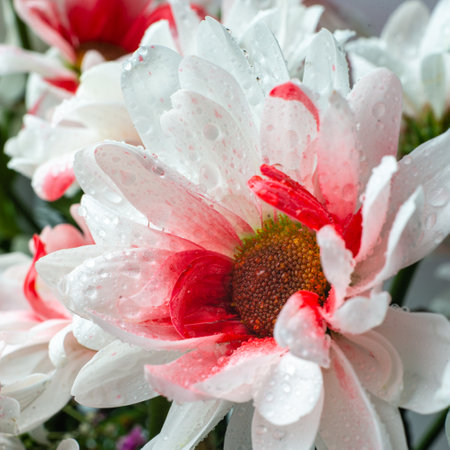 White chrysanthemums background, top view. floral wallpapers. flowers Daisy Bouquet selective focus beautiful pink.の写真素材