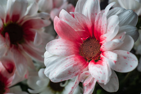 White chrysanthemums background, top view. floral wallpapers. flowers Daisy Bouquet selective focus beautiful pink.の写真素材