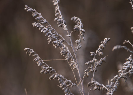 Soft focus hay Dry grass Sunset in the field. Close view of grass stems against dusty sky. Calm and natural blurred background winter fall autumn Beautiful Abstract boho style meadow rural Great designの写真素材