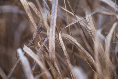 Soft focus hay Dry grass Sunset in the field. Close view of grass stems against dusty sky. Calm and natural blurred background winter fall autumn Beautiful Abstract boho style meadow rural Great designの写真素材
