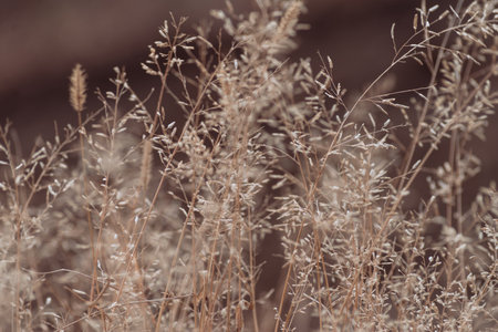 Soft focus hay Dry grass Sunset in the field. Close view of grass stems against dusty sky. Calm and natural blurred background winter fall autumn Beautiful Abstract boho style meadow rural Great designの写真素材