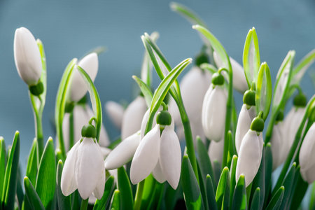 white snowdrop flowers Galanthus nivalis growth in snow. Beautiful spring blue background. early spring season concept First flowers postcard march 8 forest spring sun bloom copy space Delicateの写真素材