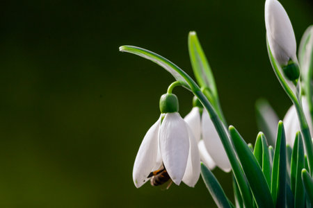 white snowdrop flowers Galanthus nivalis growth in snow. Beautiful spring natural green background. early spring season concept First flowers postcard march 8 forest spring sun bloom copy space Delicate blueの写真素材