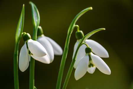 white snowdrop flowers Galanthus nivalis growth in snow. Beautiful spring natural green background....