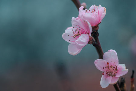 Peach Blossoms, Close up spring tree with pink flowersの写真素材