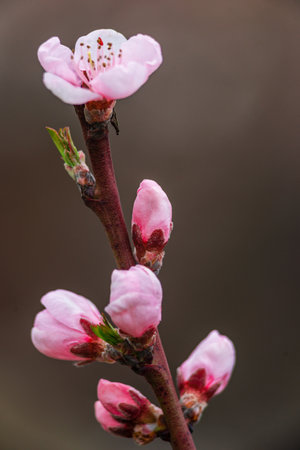 Peach Blossoms, Close up spring tree with pink flowersの写真素材