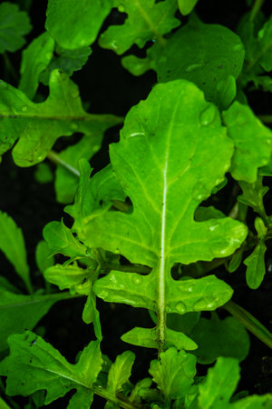 Arugula plant growing in organic vegetable garden.