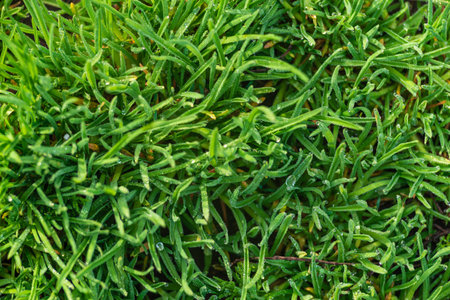 Elytrigia. Herbaceous background of juicy high green couch grass close-up. Fresh young bright grass...