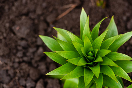 young leaves Fritillaria imperialis (crown imperial, imperial fritillary or Kaiser's crown) is a species of flowering plant in the lily family, native to wide stretch from Kurdistan to Himalayan foothills. spring sproutの写真素材