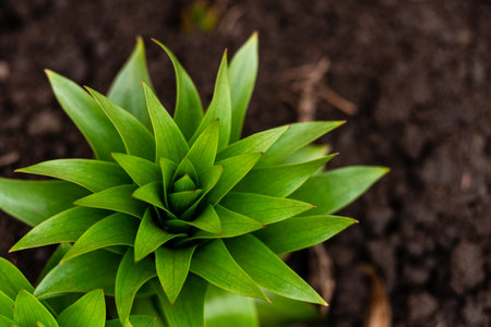 young leaves Fritillaria imperialis (crown imperial, imperial fritillary or Kaiser's crown) is a species of flowering plant in the lily family, native to wide stretch from Kurdistan to Himalayan foothills. spring sproutの写真素材