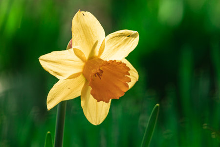Close up of yellow daffodil flower. Large Cupped Daffodil Carlton, with six petals and a trumpet-shape central corona. The delicate soft yellow color is bright and rich. Beautiful Narcissus poeticus Tazetta garden sun water drop rain.の写真素材