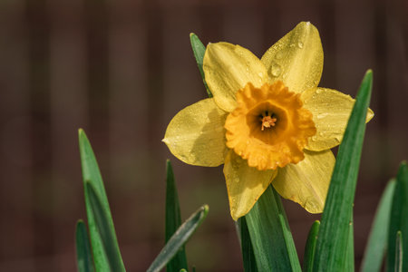 Close up of yellow daffodil flower. Large Cupped Daffodil Carlton, with six petals and a trumpet-shape central corona. The delicate soft yellow color is bright and rich. Beautiful Narcissus poeticus Tazetta garden sun water drop rain.の写真素材