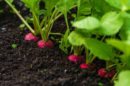 organic radish grows in the ground soil, close up. Gardening background with plants harvest orchard garden growing Ripe red greenhouseの写真素材