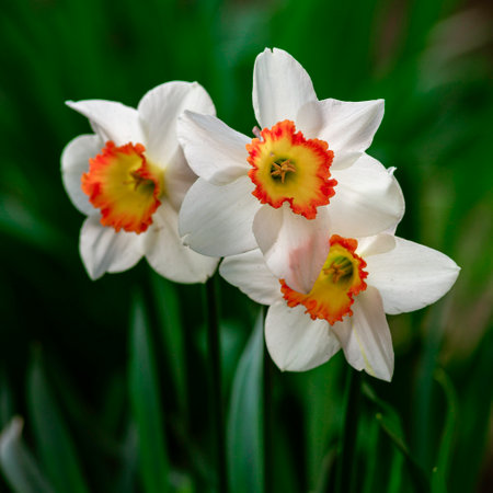 Closeup white daffodil flower Cupped Daffodil Carlton six petals yellow orange trumpet-shape central corona. The delicate bright rich Beautiful Narcissus poeticus Tazetta garden sun gardenの写真素材
