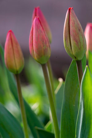 Amazing red pink tulip flowers blooming field background sunset light love concept beautiful scene design copy space. banner closeup spring postcard nature floristry shop flowerbed mother dayの写真素材
