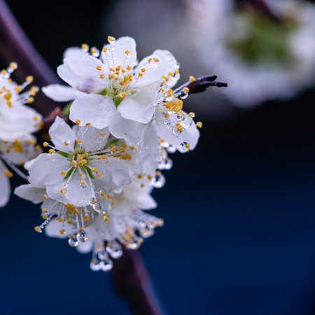 beautiful Spring background with plum White flowers bloom macro close up prunus tree garden rain water drop Soft focus leaf blue sky