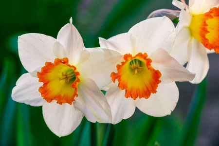 Closeup white daffodil flower Cupped Daffodil Carlton six petals yellow orange trumpet-shape central corona. The delicate bright rich Beautiful Narcissus poeticus Tazetta garden sun gardenの写真素材