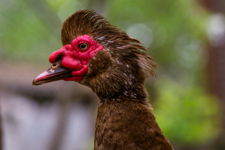 portrait of a domestic dumb duck with Red beak in a hen house, in the pen for chickens in the village, old brown muscovy duck with red nasal corals on a farm at a cloudy day in spring.の写真素材