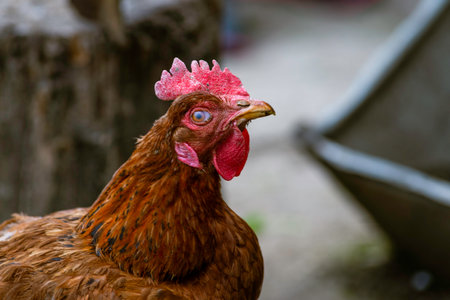 Portrait of the red orpington chicken hen on the grass hen nibbling on the green grass in the garden gallus domesticus bird feeding at the farm wood fence, red comb, freeの写真素材