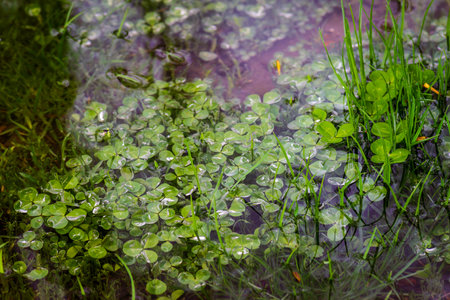 clover grows submerged under water green grass reflection puddle forest