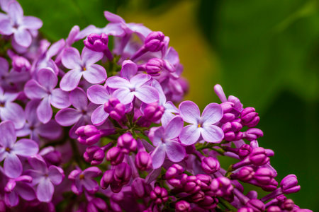 Syringa vulgaris, the lilac or common lilac Blooming purple flowers green background, close up branch Bouquet garden beautiful wallpaper delicate sky PARFUMS Selective focus cluster smell copy spaceの写真素材