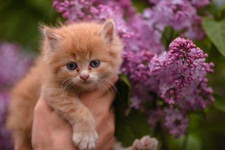Ginger red kitten cat sits in arms next to the shrub with lilac flowers smelling cute funny domestic petの写真素材
