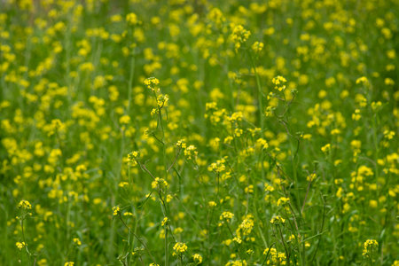 Green field with yellow flowers, close-up. Nature background.の写真素材