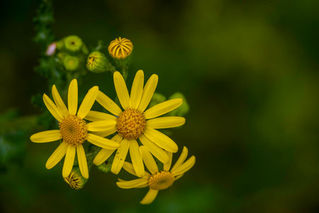 Senecio squalidus Yellow flowers of Oxford ragwort, panoramic view, Jacobaea vulgaris. Floral header daisy family Asteraceae blooming copy space text meadow macro close up UKの写真素材