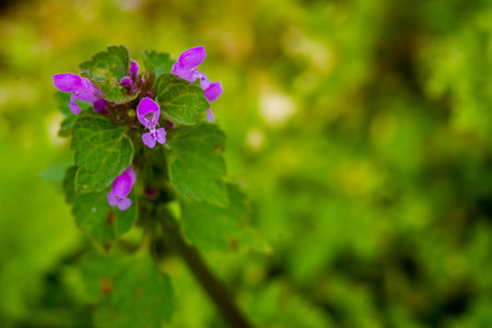 Lamium purpureum purple Pink dead-nettle, purple archangel nectar wild Lamiaceae family Flowered close up Spring natural green background beautiful copy space.の写真素材