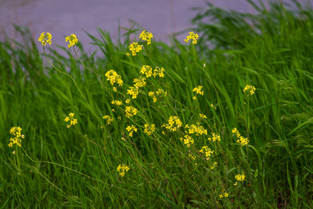 Yellow wildflowers on the background of green grass and water.の写真素材