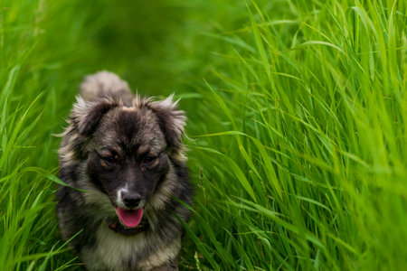 karst shepherd dog in Tall green grass australian portrait outdoors Purebred meadow standing tongue out RUNの写真素材
