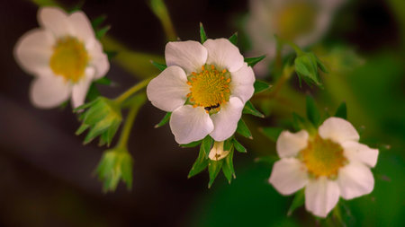 Strawberry flowers in the garden, close-up, macroの写真素材