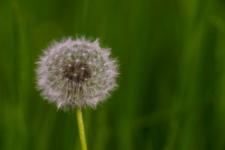 Blow away dandelion seeds yellow dandelion field green background macro Honey bee pollinating meadow...