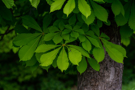 Branch of Horse chestnut blossom leaf (Aesculus hippocastanum) cologne in spring tree tiny tender...