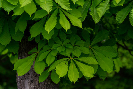 Branch of Horse chestnut blossom leaf (Aesculus hippocastanum) cologne in spring tree tiny tender flowers Beautiful twig beautiful background sunset soft light Branch diagonal compositionの写真素材