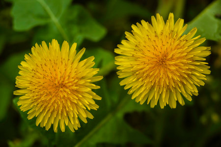 Blow away dandelion yellow dandelion field green background macro Honey bee pollinating meadow Beautiful Wild flower.Spring Taraxacum.の写真素材