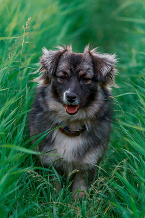 karst shepherd dog in Tall green grass australian portrait outdoors Purebred meadow standing tongue...