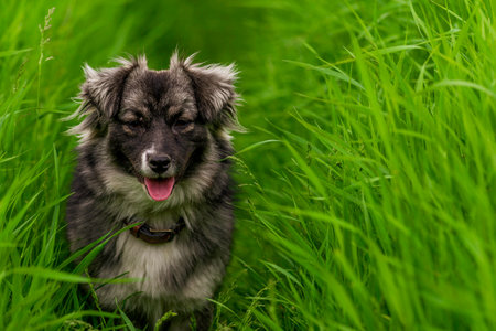 karst shepherd dog in Tall green grass australian portrait outdoors Purebred meadow standing tongue out RUNの写真素材