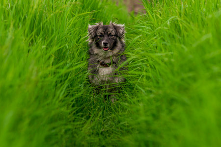 karst shepherd dog in Tall green grass australian portrait outdoors Purebred meadow standing tongue out RUNの写真素材