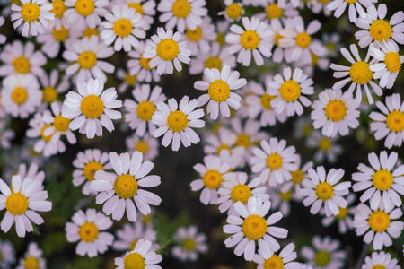 chamomile field macro white flowers background morning sun close up. herbal medicine. Chamaemelum nobile Roman Alternative Spring Daisy. Beautiful meadow herbal infusions beverages.の写真素材