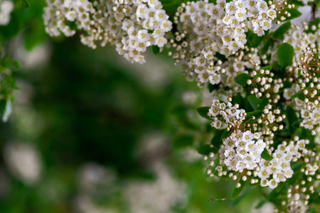 Spring blooming shrub many white flowers - Spirea vanhouttei (Spiraea cantoniensis). Reeve's Bridalwreath spirea Meadowsweet Double White May copy space.の写真素材